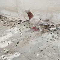 ماده کوهی طاوسی