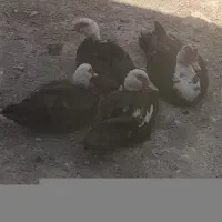 اوردک