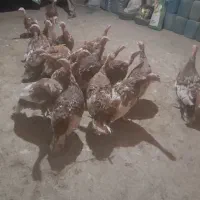 بیست عددبوقلمون