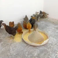 نیمچه مرغ و خروس محلی نژاد تخم گذار