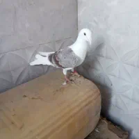 تکپروساده|پرنده|تاتار علیا, |دیوار