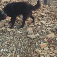 سگ گمشده
