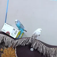مرغ عشق نر او ماده جفت