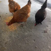 مرغ تخمی|حیوانات مزرعه|پیر سلیمان, |دیوار