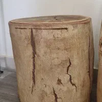 تنه درخت اکالیپتوس