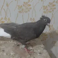 قهوی دم سفید جوون 15پردم