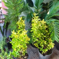 بار جدید گلهای آپارتمانی رسید