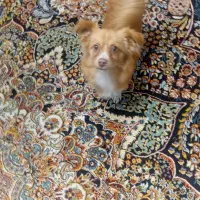 حیوان خانگی