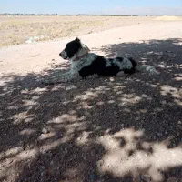 واگذار سگ قدرجونی ماده