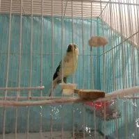 قناری ماده سوپری|پرنده|مشهد, بهمن|دیوار