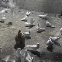 سفید کاکلی تیپ