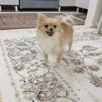 سگ پامر|سگ|مشهد, ایثار|دیوار