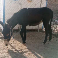 یک اولاق ماده