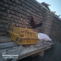 خروس فروشی|حیوانات مزرعه|شیراز, شاپورجان|دیوار