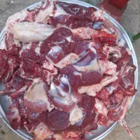 شیشک کشتاری