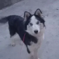 سگ هاسکی معاوضه با پرنده