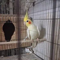 تعدادی عروس هلندی لوتینو وآلبینو