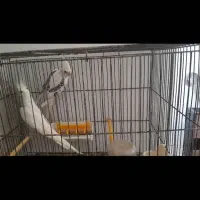 جفت عروس خاص