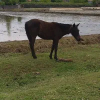 فروشی کره مادیان مشکی