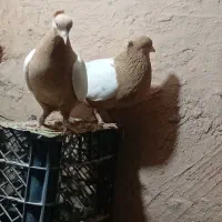 کبوتر|پرنده|جوین, |دیوار