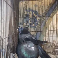 جفت کفتر تهرانی با تخم|پرنده|قم, باغ شازده|دیوار