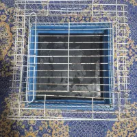 قفس مناسب خرگوش گربه سنجاب سگ کوچک مسافرتی|لوازم جانبی حیوانات|کرمان, |دیوار