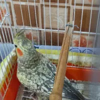 طوطی هلندی|پرنده|تولم شهر, |دیوار