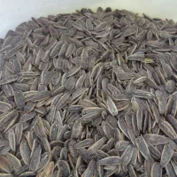کارگاه تفت تخمه وآجیل ملت