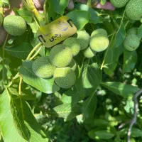 پخش درخت گردو خوشه ای پوست کاغذی