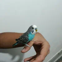 مرغ عشق