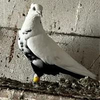 کفتر صید|پرنده|مشهد, نوید|دیوار