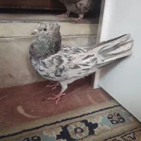کبوتر|پرنده|قم, آزادگان|دیوار