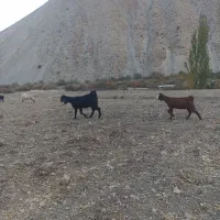 بز و بزغاله|حیوانات مزرعه|فریدونشهر, |دیوار