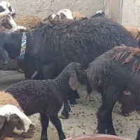 قوچ قره غزل اصل دوساله نامبروان