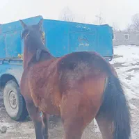 اسب پالانی|اسب و تجهیزات اسب‌سواری|سیلوانه, |دیوار