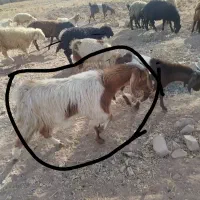 گوسفند بومی|حیوانات|یزد, |دیوار