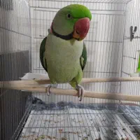 شاه طوطی.ملنگو مینا.عروس|پرنده|مشهد, ایوان|دیوار