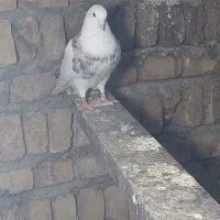 طوقی پراندنی ۲۰۰ هزار|پرنده|کبودرآهنگ, |دیوار