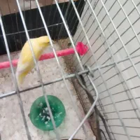 قناری ماده اماده.|پرنده|پیر بکران, |دیوار