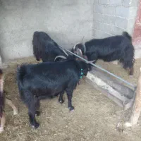 چهار‌بز‌داشتی|حیوانات مزرعه|ملکشاهی, |دیوار