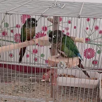 جفت طوطی گرینچیک|پرنده|شیراز, حومه شیراز|دیوار