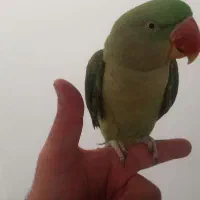 شاه طوطی سوپر رام