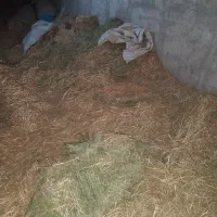 کاه یونجه علف|لوازم جانبی حیوانات|بشاریات, |دیوار