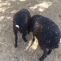 دوراس بره ماده