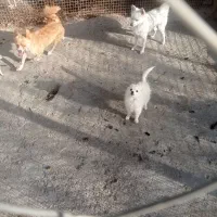 ۳ عدد سگ پامرین