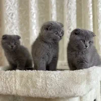 گربه اسکاتیش بلو خرسی اصیل(فروشی)