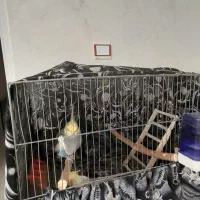 ۵عددعروس هلندی|پرنده|رزن, |دیوار