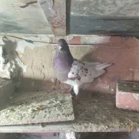 دوتا گرفتنی