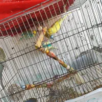 عروس هلندی و مرغ عشق|پرنده|گرگان, |دیوار