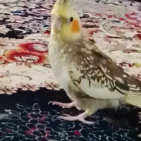 قبول رایگان سر پرستی